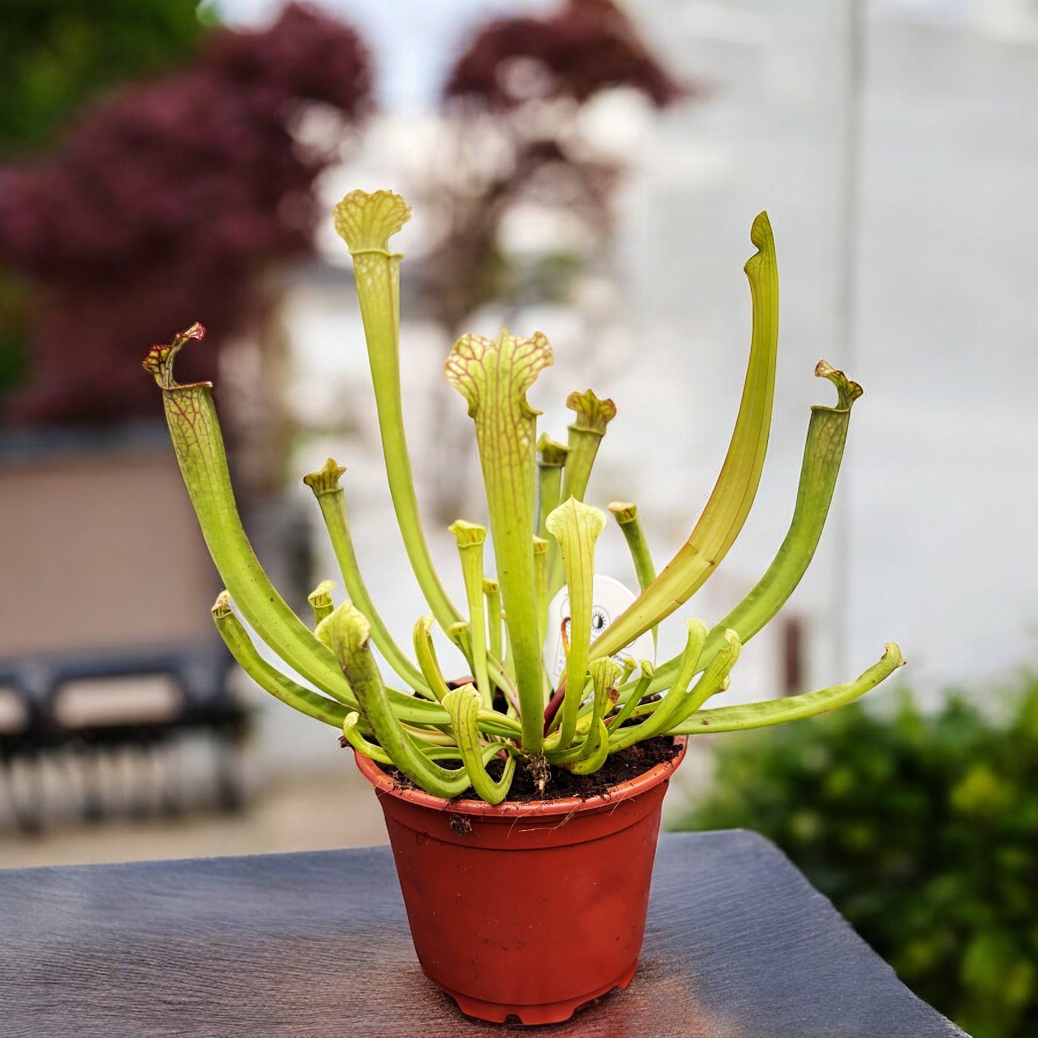 Sarracenia leucophylla (planta ulcior)