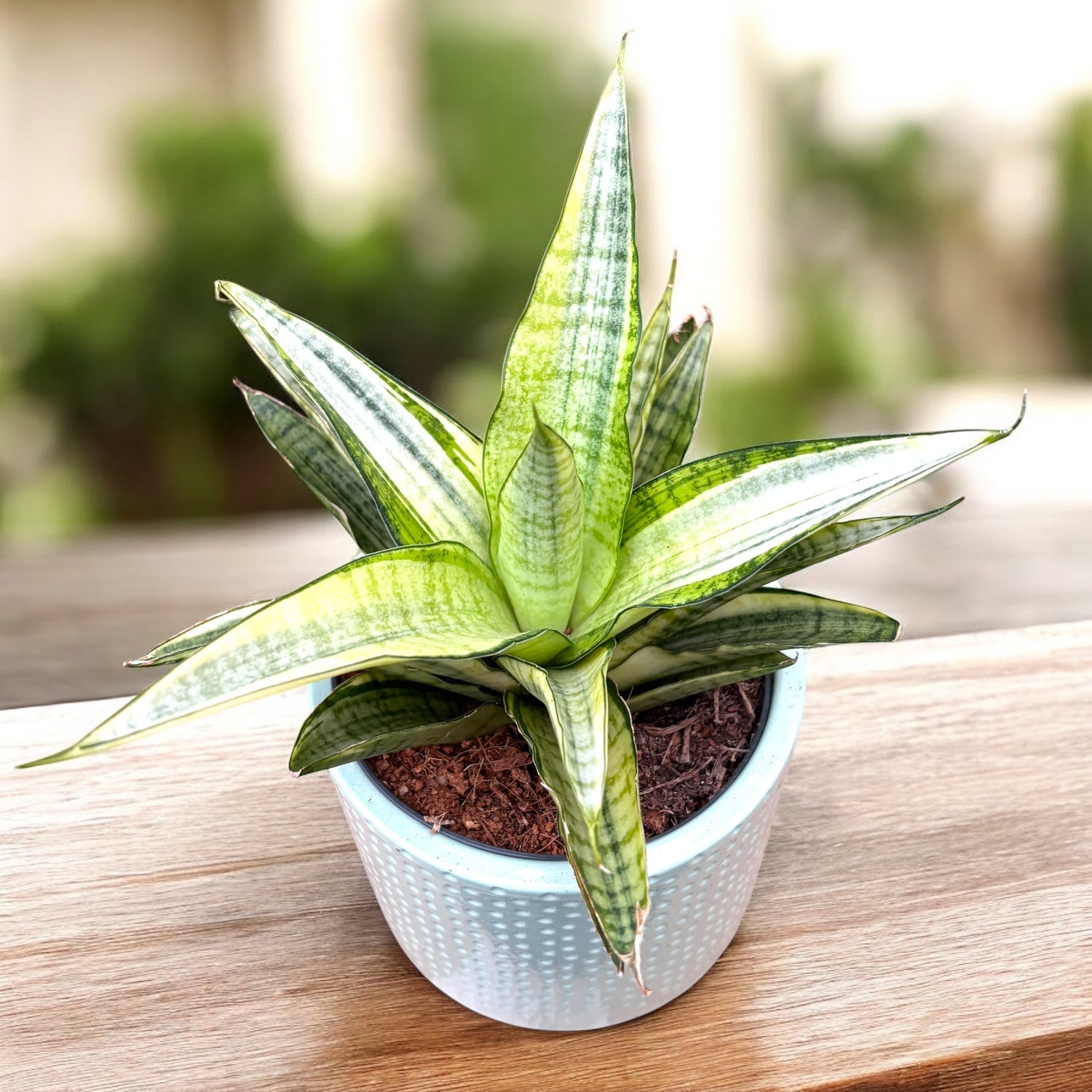 Sansevieria \"Margarita' Variegated 極上親株 サンセベリア マルガリータ+pmp「Sansevieria Margarita」6/28-87