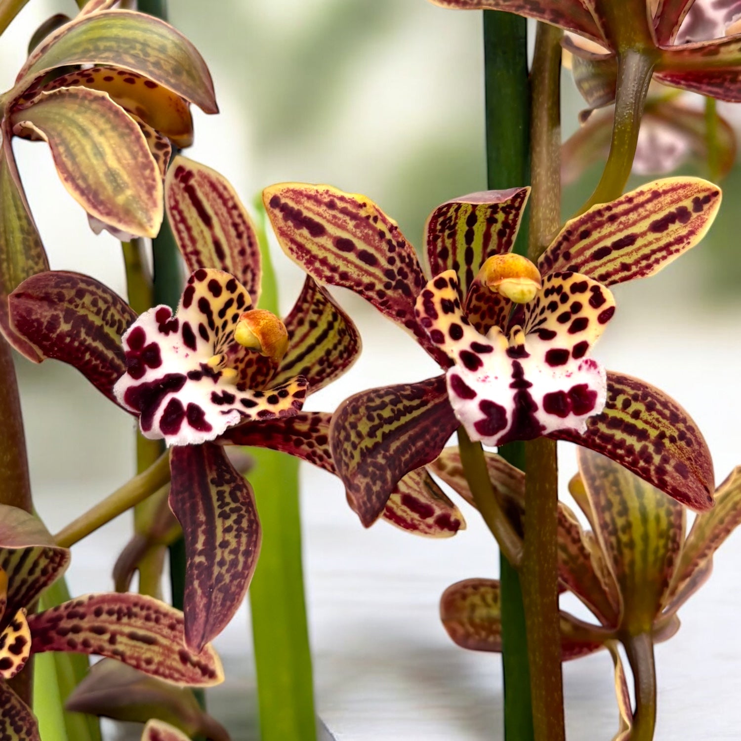 Cymbidium Magic Chocolate