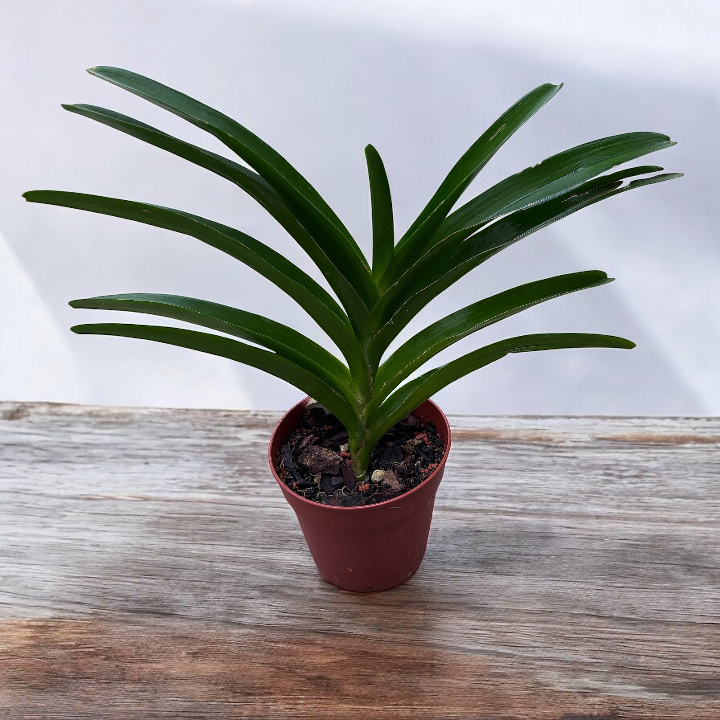 Vanda Jane Edgley (Vanda Haad Song-Khla x Vanda Red Devil)