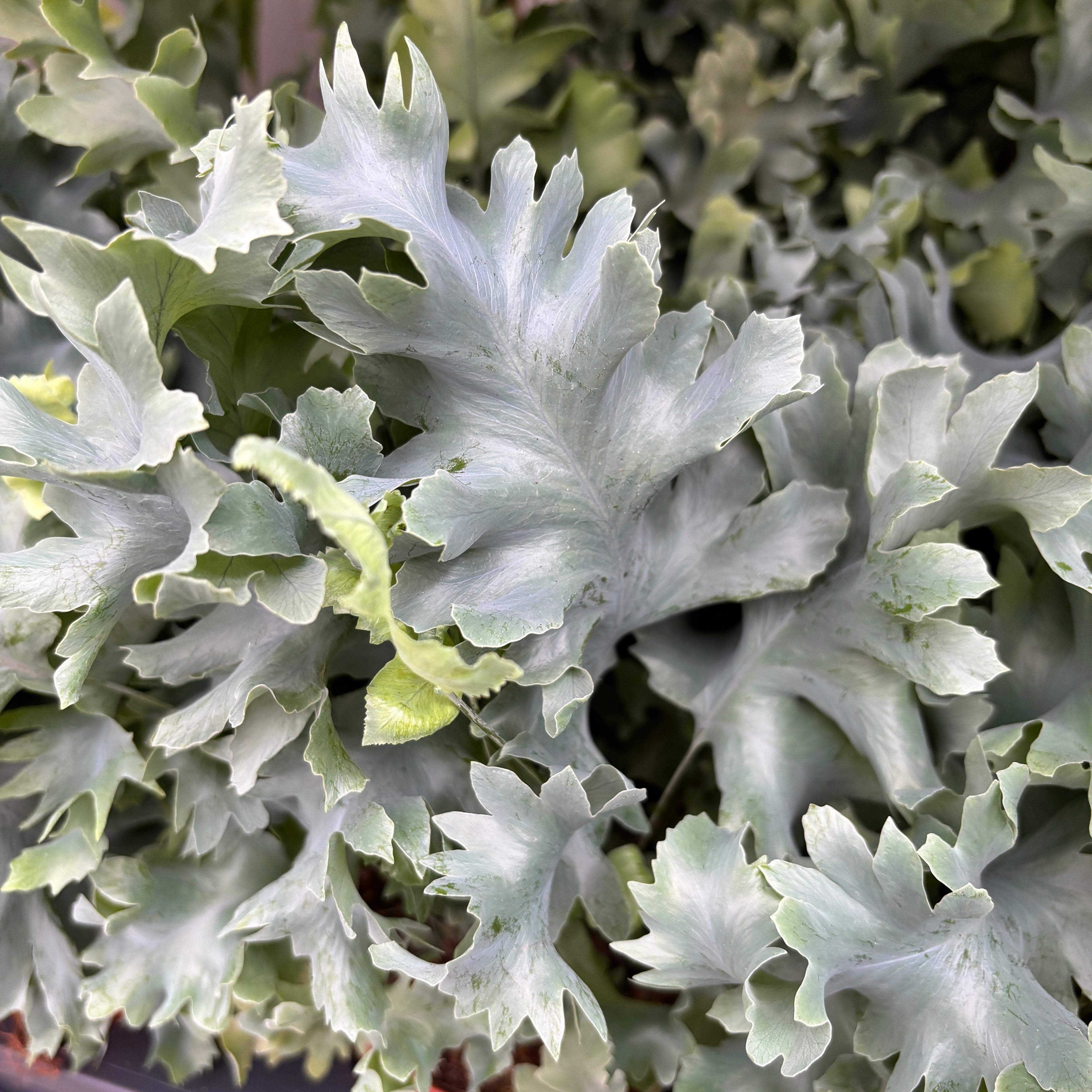 Phlebodium aureum ‘Davana’ – feriga tropicala exotica, cu frunzis albastrui si port elegant