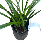 Cymbidium Golden Elf 'Variegata' (variegated leaves) - fragrant flowers