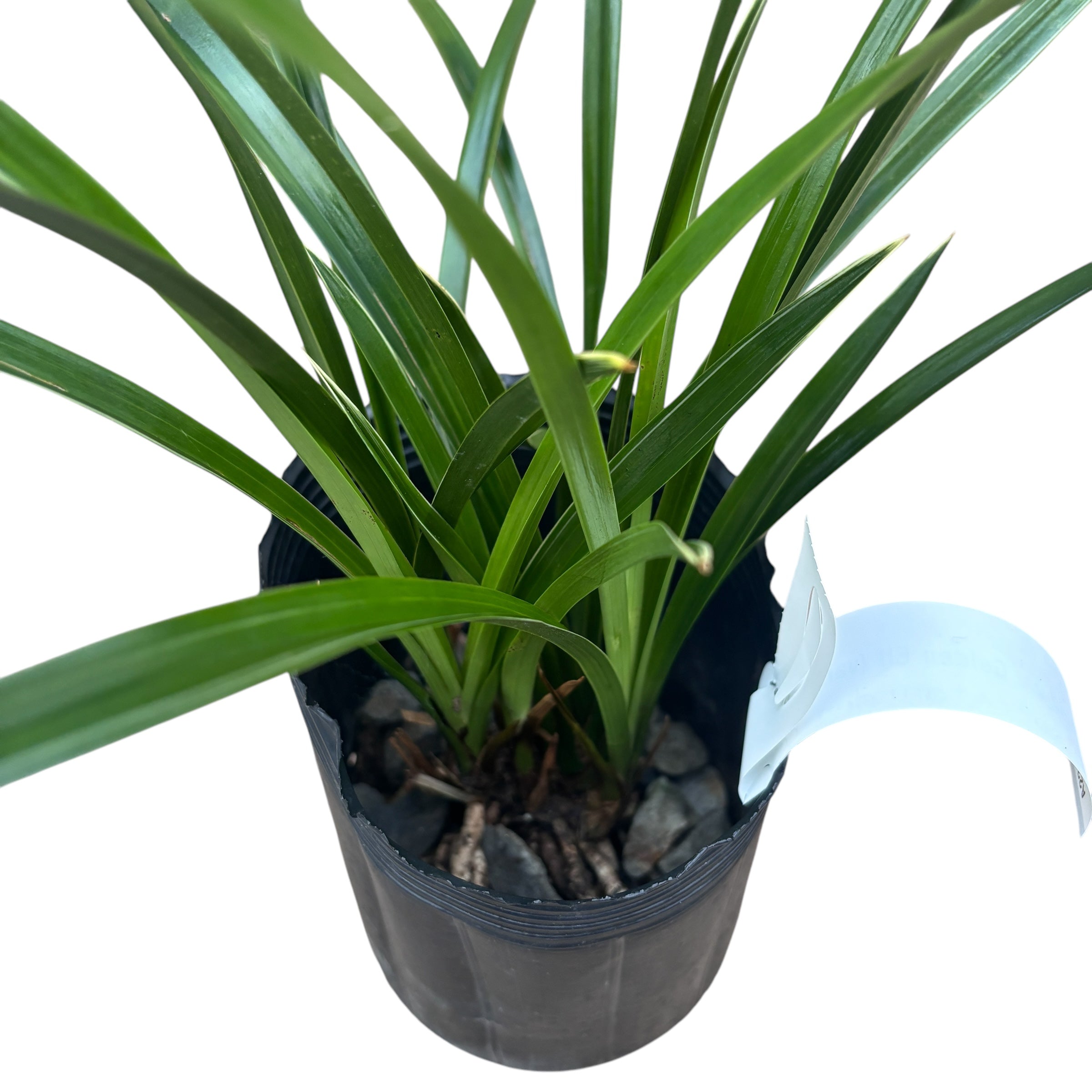 Cymbidium Golden Elf 'Variegata' (frunze variegate) - flori parfumate