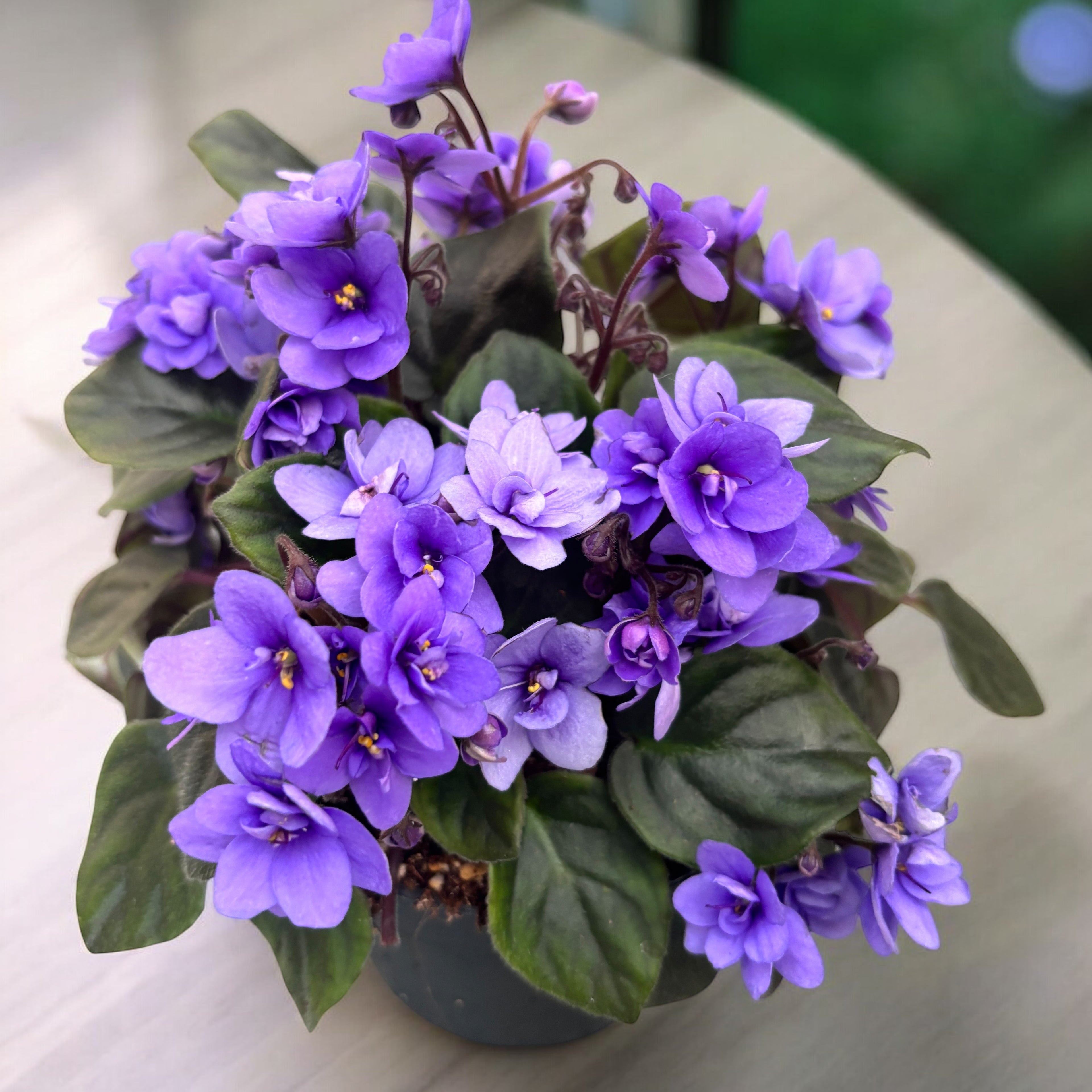 Saintpaulia ‘Rob’s Gundaroo’ - violete speciale