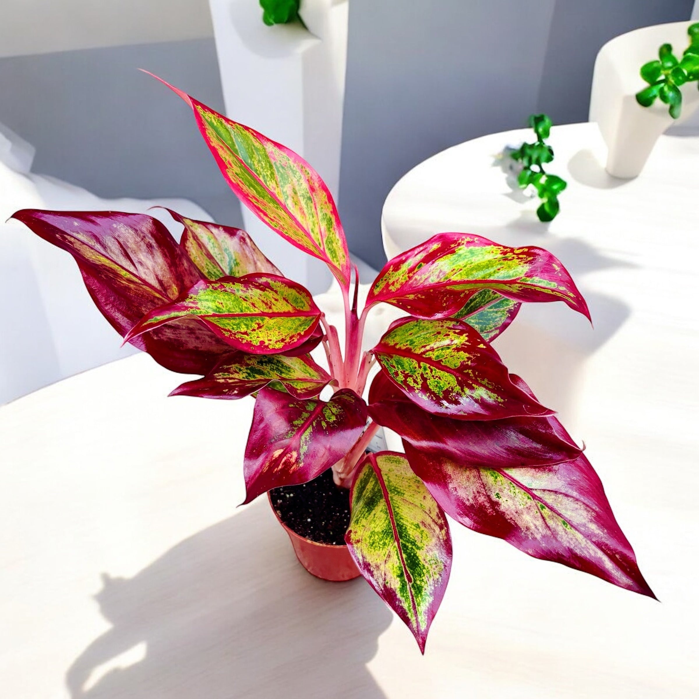 Aglaonema ‘Crete Flame’ (Red Fire) – frunzis spectaculos in nuante intense de rosu si verde