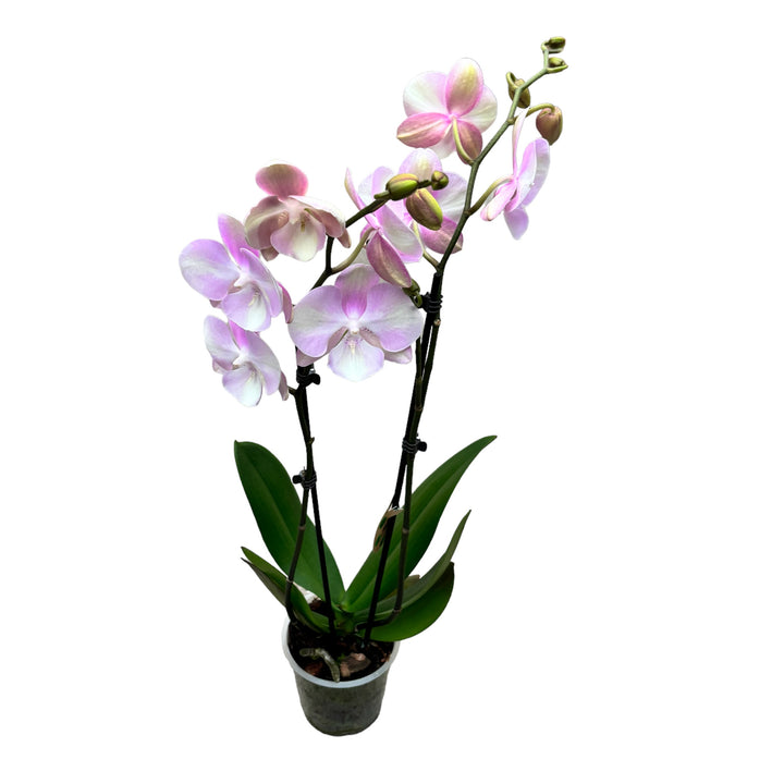 Phalaenopsis Venetian Carnival (Rainbow) big lip