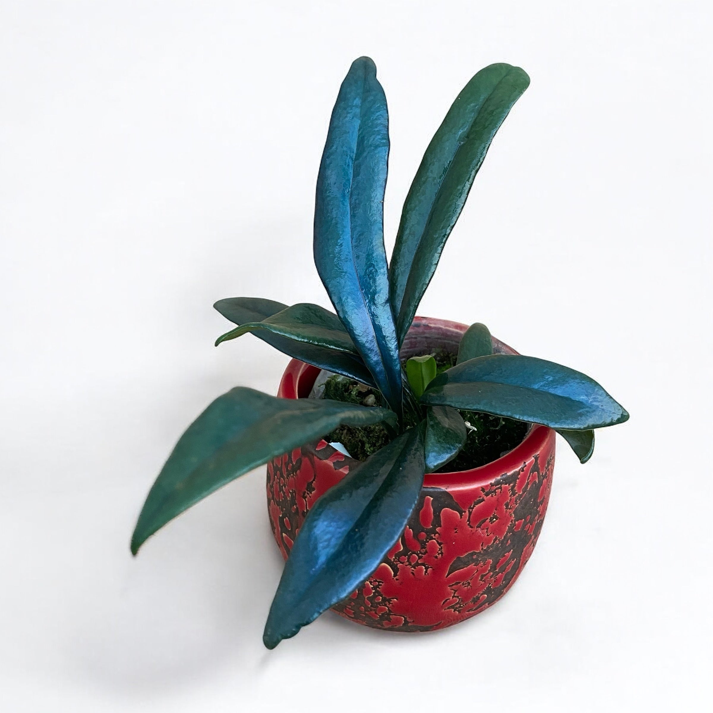 Microsorum thailandicum (Avatar fern)