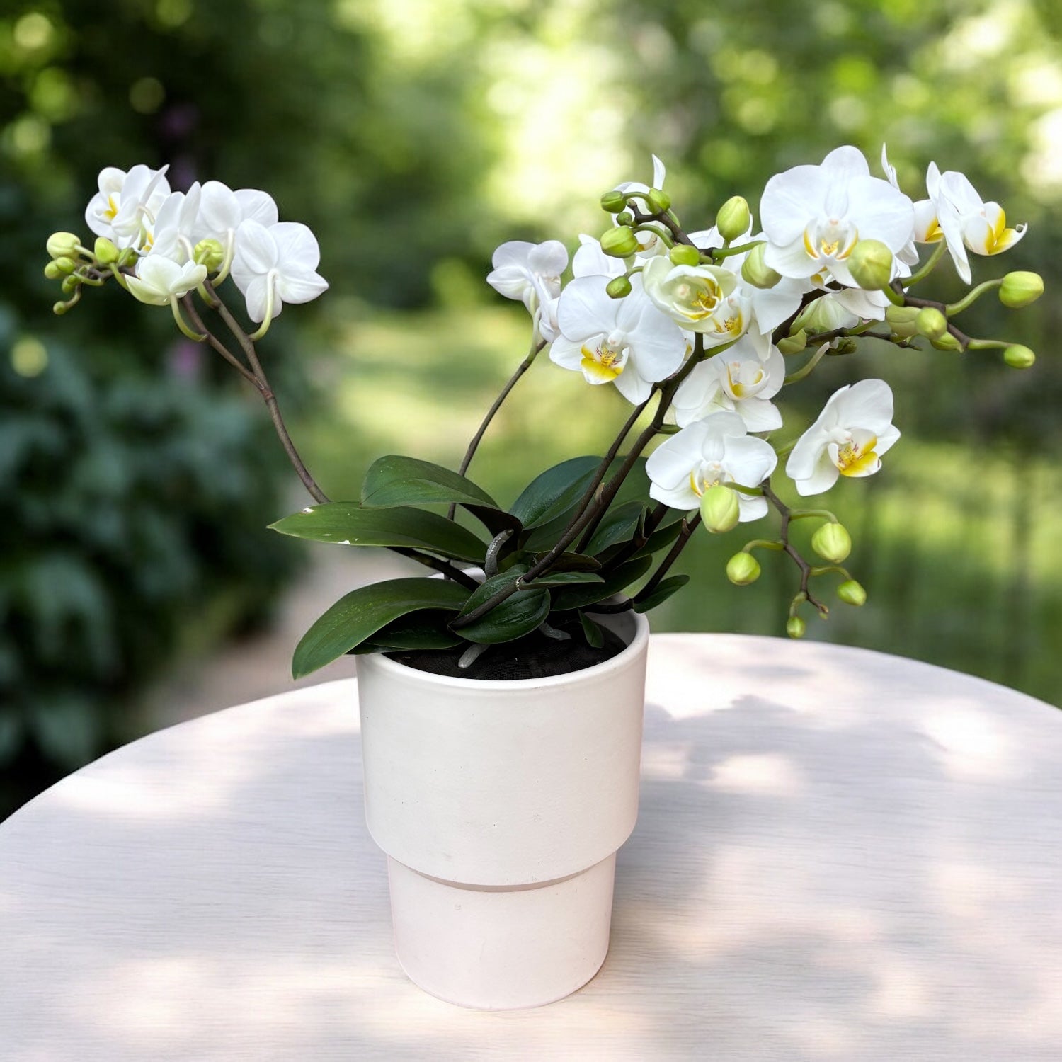 Phalaenopsis Jungle Folk