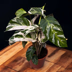 Calathea 'White Fusion' D14