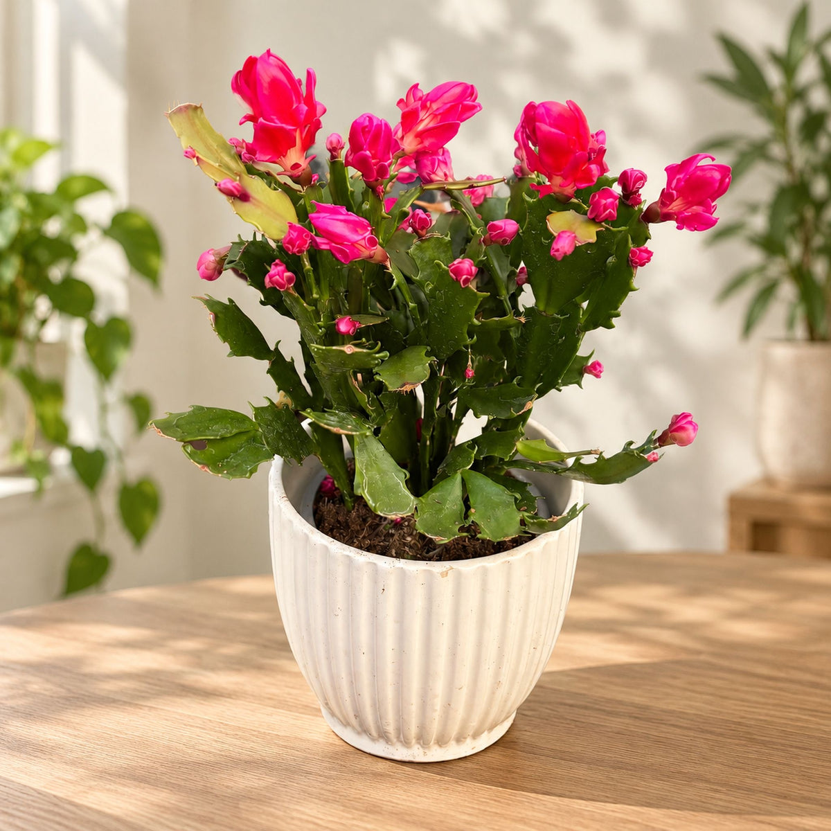 Schlumbergera 'Thor Wild Cactus Pink' 6pp