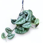 Scindapsus pictus 'Exotica' (Scindapsus Trebie)