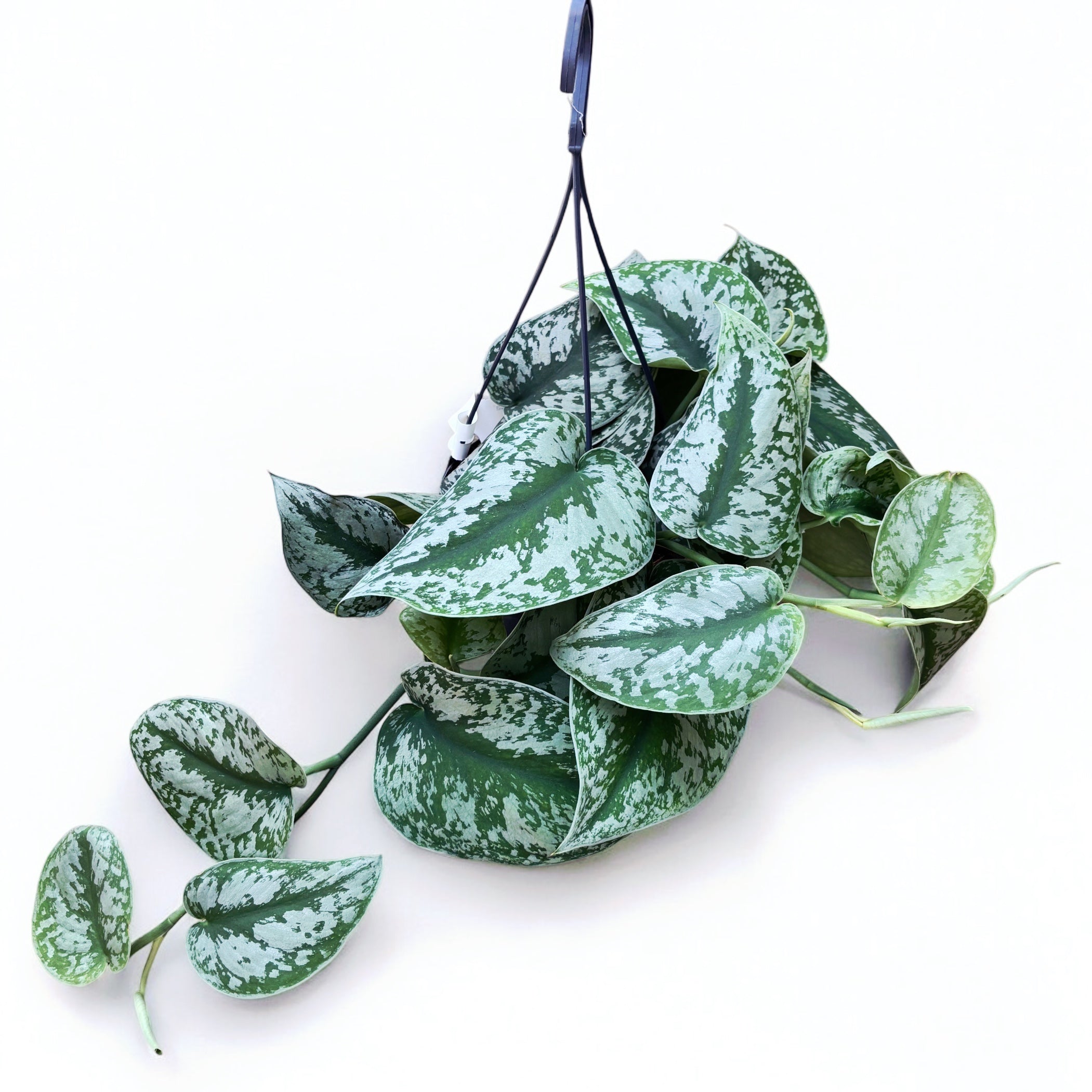 Scindapsus pictus 'Exotica' (Scindapsus Trebie)