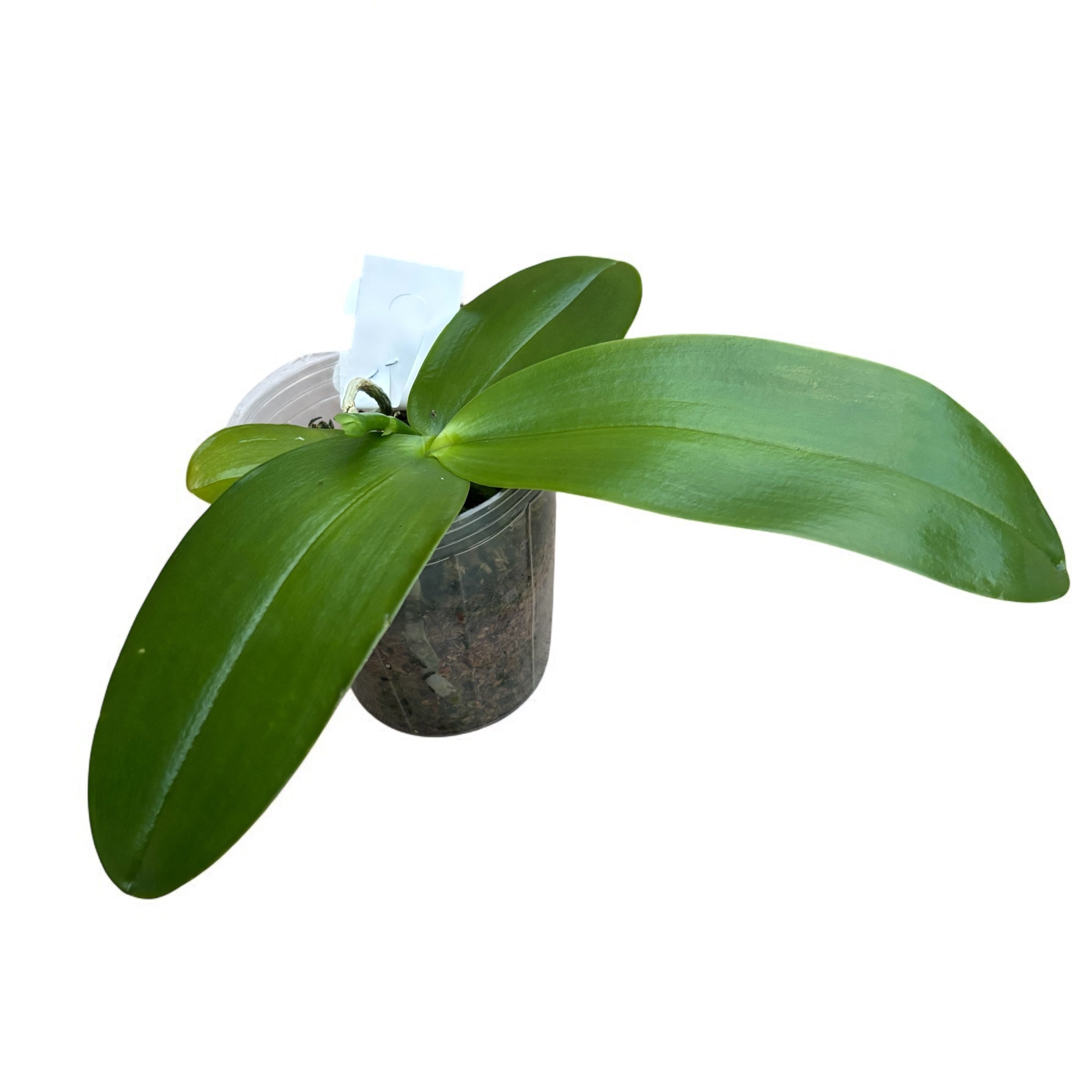 Phalaenopsis Meidarland Kaiulani 'Cherish' - profumata