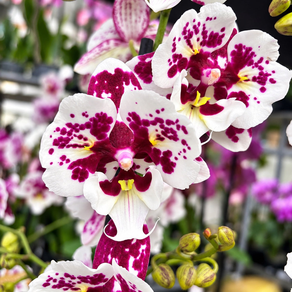 Phalaenopsis Untold Stories große Lippe pelorisch