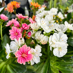 Lewisia cotyledon - wieloletnia roślina sukulentowa z dekoracyjnymi kwiatami i obfitym kwitnieniem