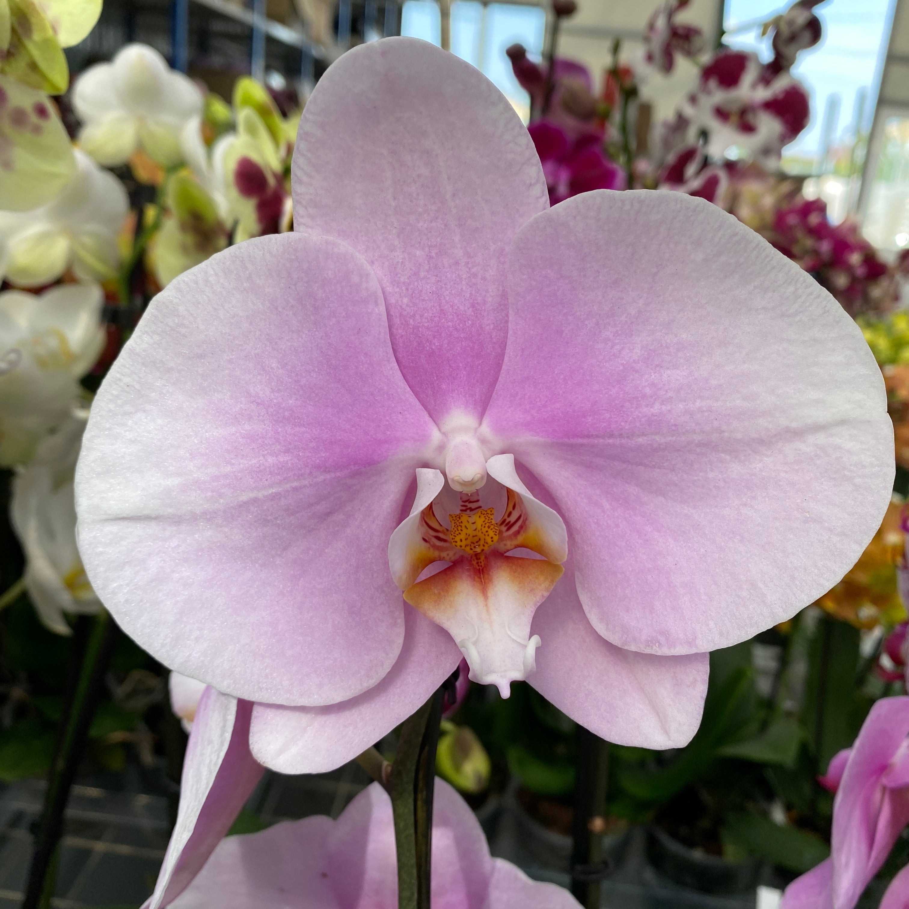Phalaenopsis Sofia (flori XL)