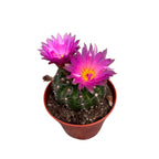 Notocactus uebelmannianus D8