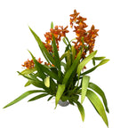 Oncidium Catatante - esemplare XXL