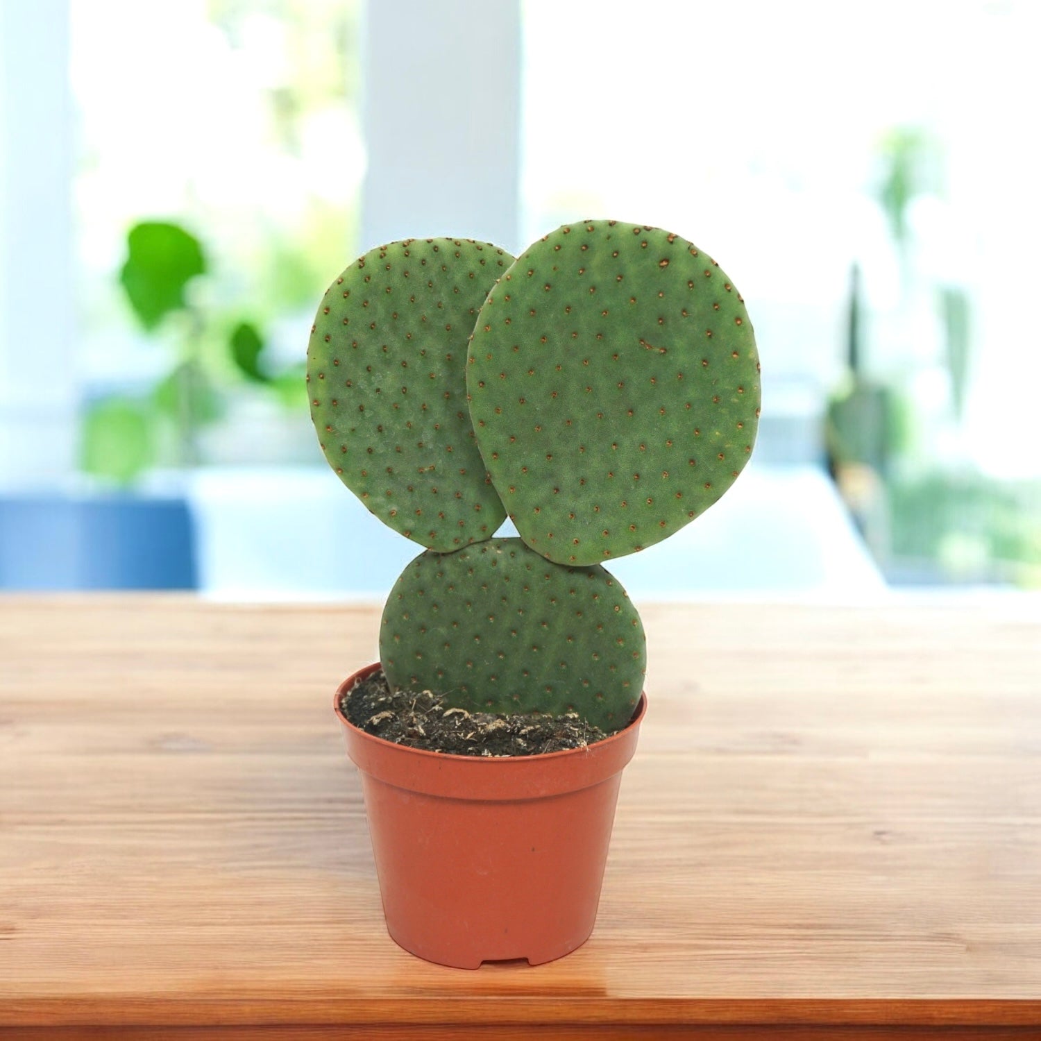 Opuntia microdasys ‘Inermis’ - cactus urechi de iepure fara spini