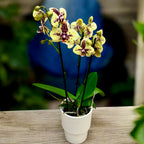 Phalaenopsis Sorbet au Miel