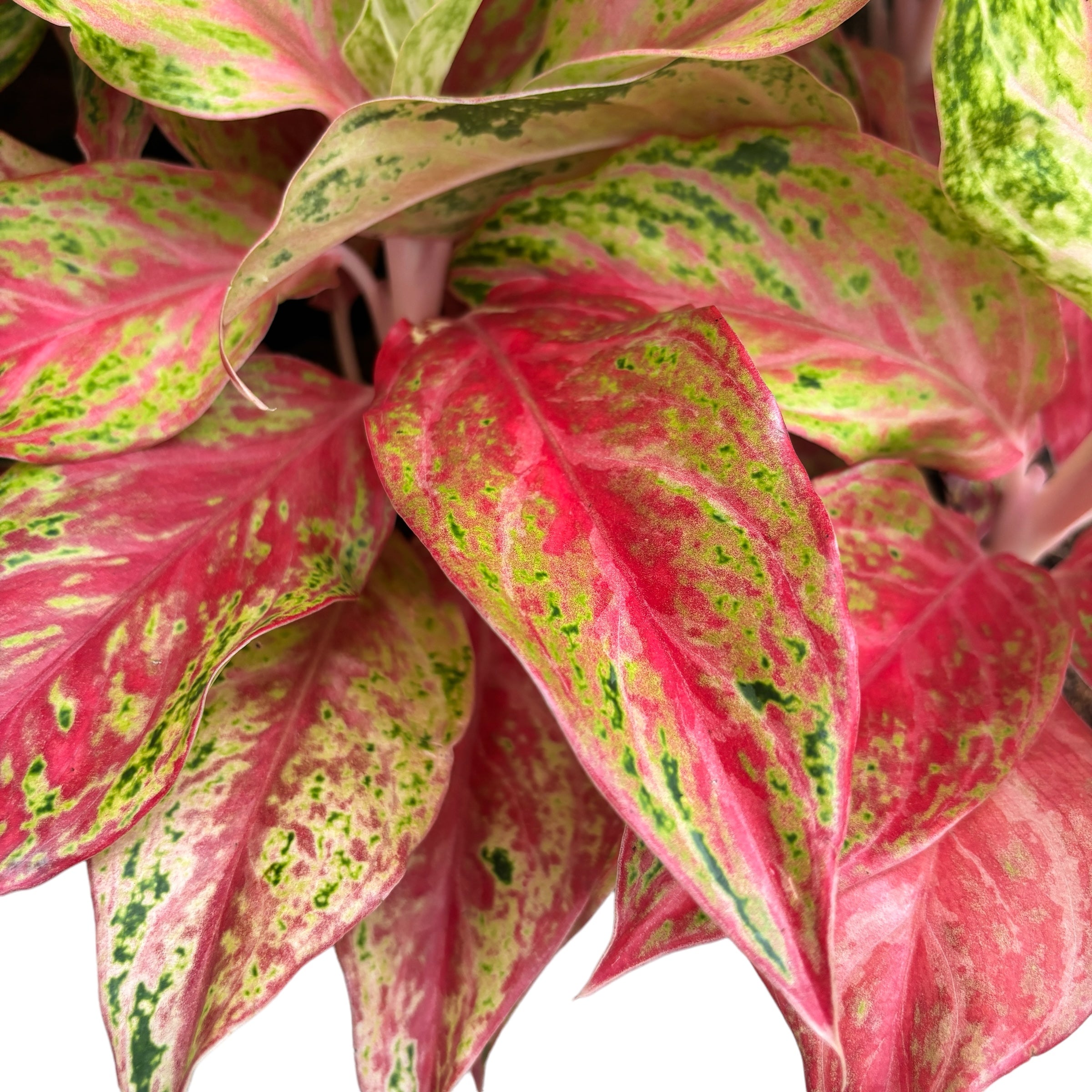 Aglaonema 'Tahiti Red'