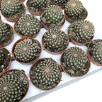 Sulcorebutia Arenacea