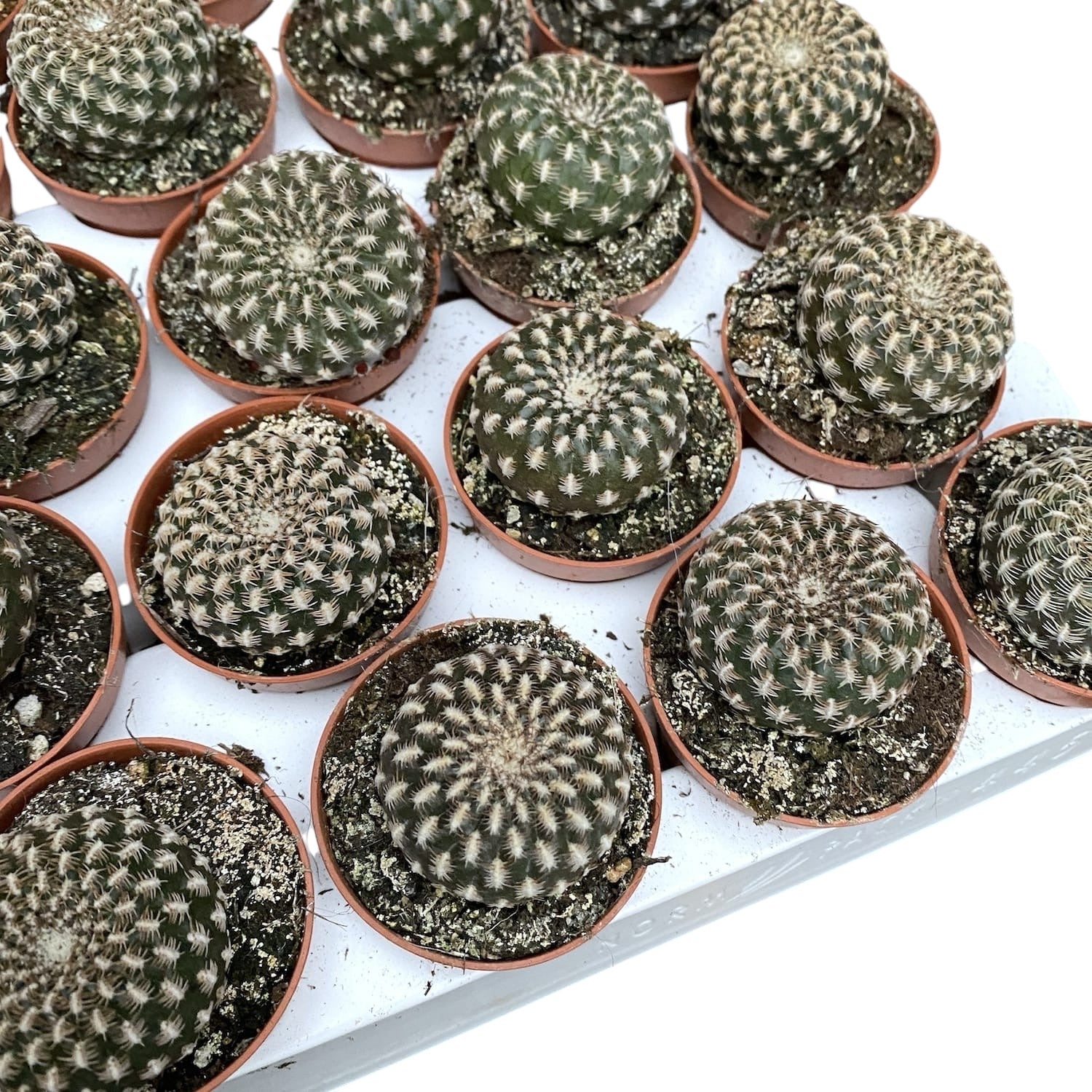 Sulcorebutia Arenacea