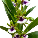 Zygodisanthus Micranthus-Everspring - αρωματικό