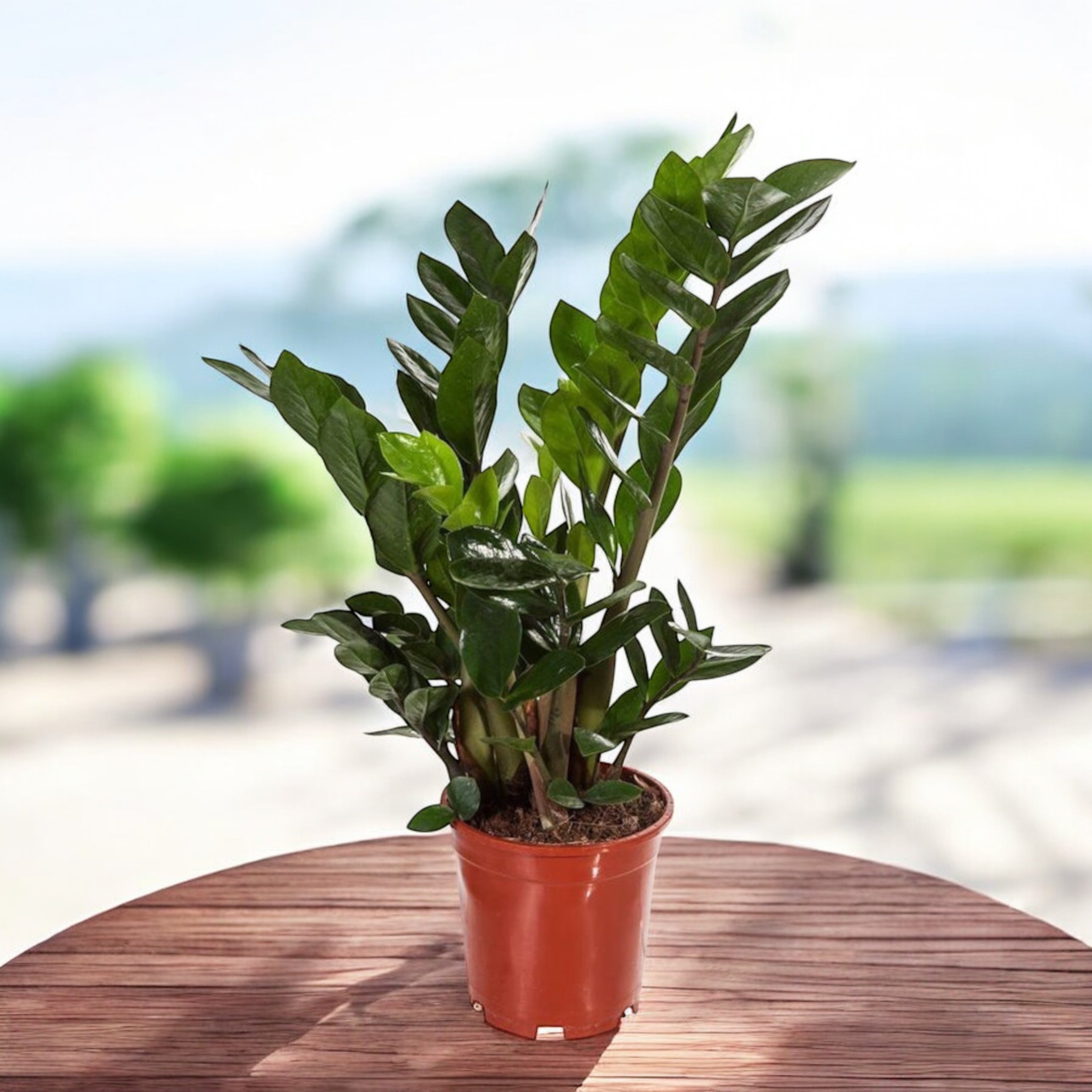 Zamioculcas zamiifolia D12 – Zanzibar Gem (Planta banilor)