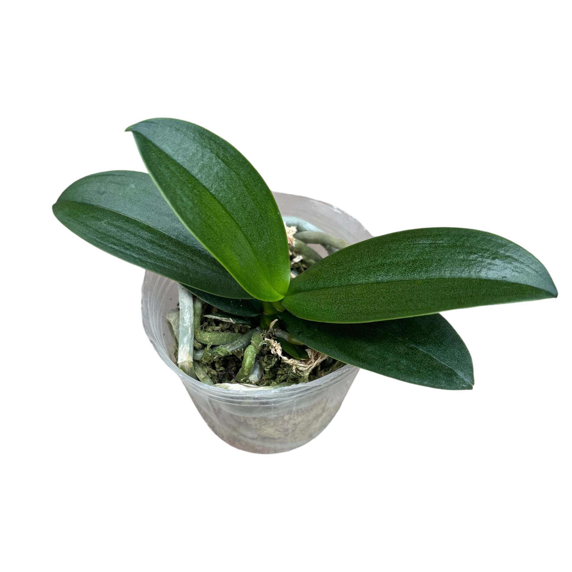 Phalaenopsis Liu's Berry 'Trinity' (pélorique) parfumé