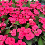 Euphorbia milii Red ‘EOS’ (babyplant) – coroana lui Hristos cu flori rosii intense