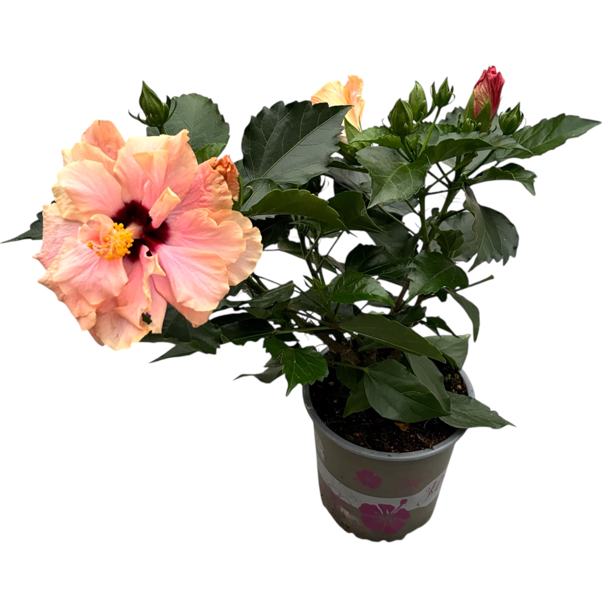 Hibiscus rosa-sinensis -Trandafir japonez cu floarea dubla (2 culori/ghiveci)