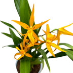 Banfieldara Gold Star (Brassia Anita) duftend