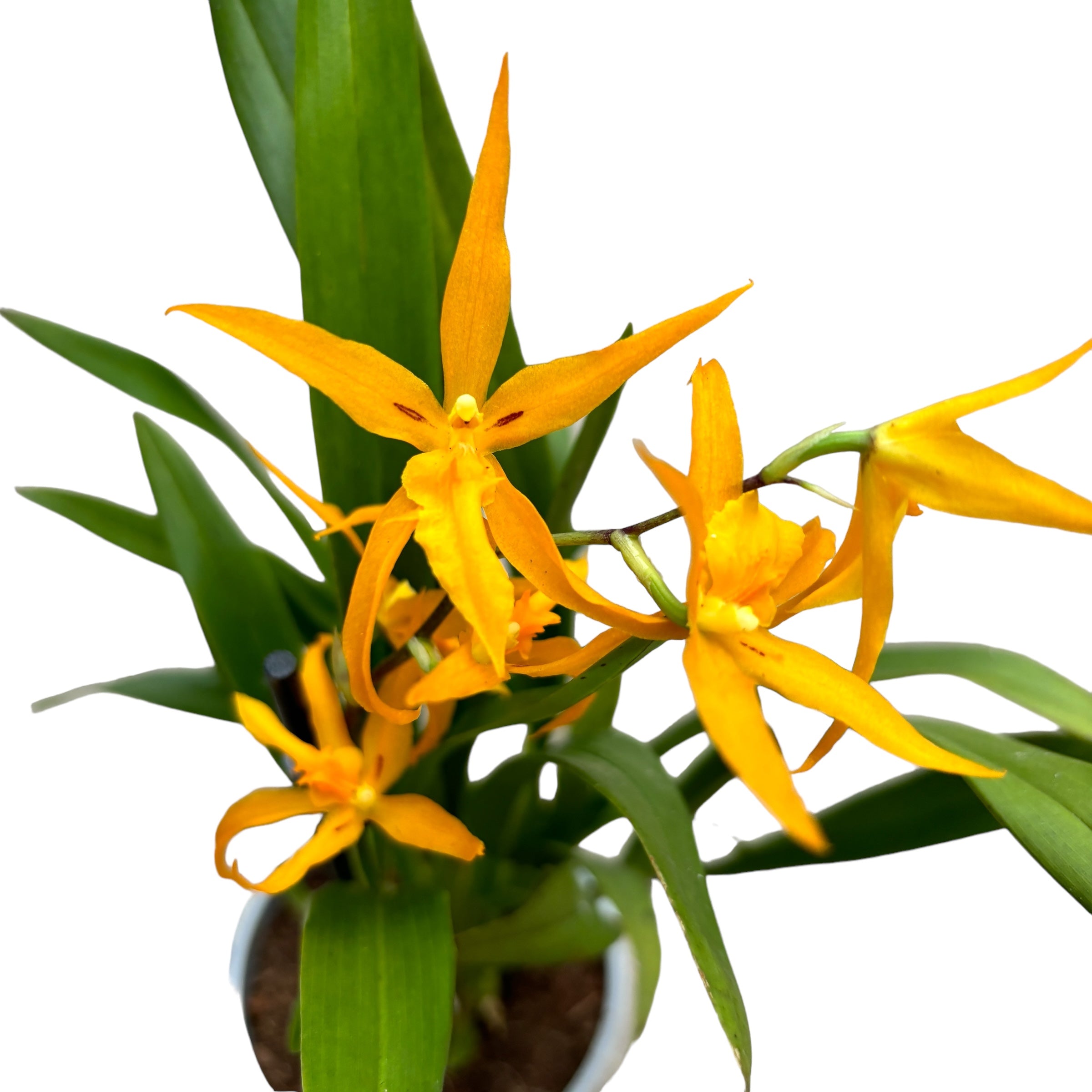 Banfieldara Gold Star (Brassia Anita) duftend