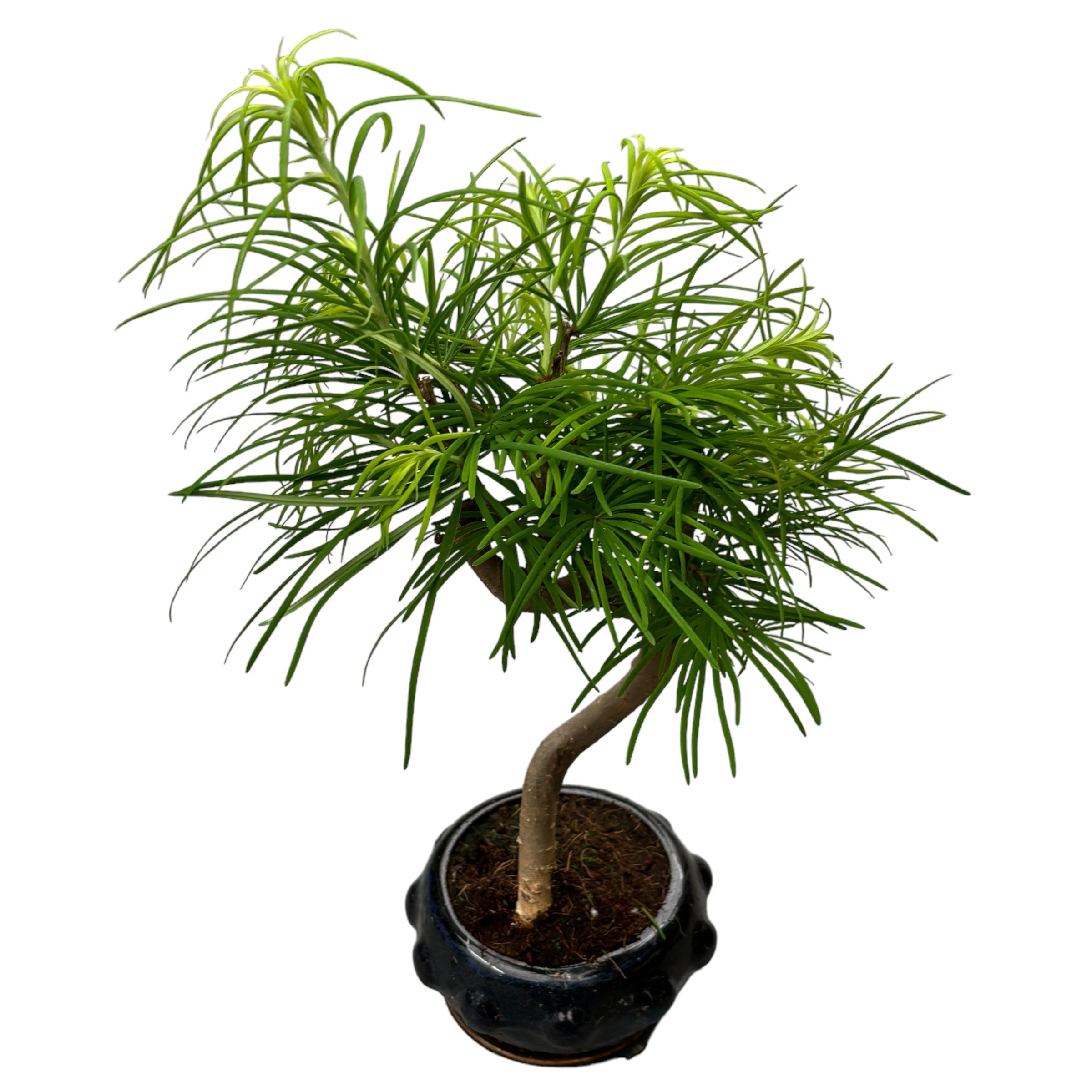 Bonsai Pseudolarix (forma S)