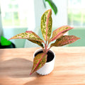 Aglaonema ‘Prestige’ – frumusete exotica in nuante de roz si verde tropical