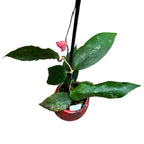 Hoya caudata 'veliki i zeleni listovi'