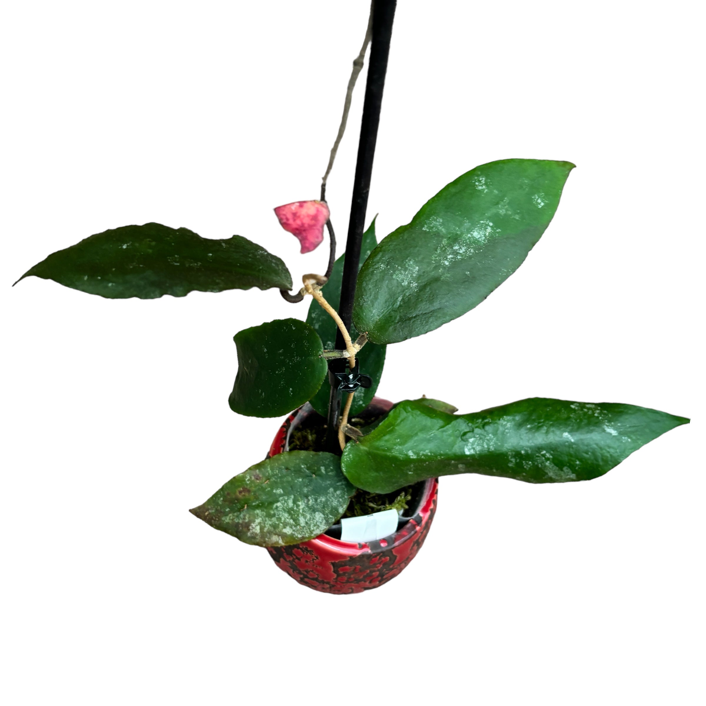 Hoya caudata 'big and green leaves'