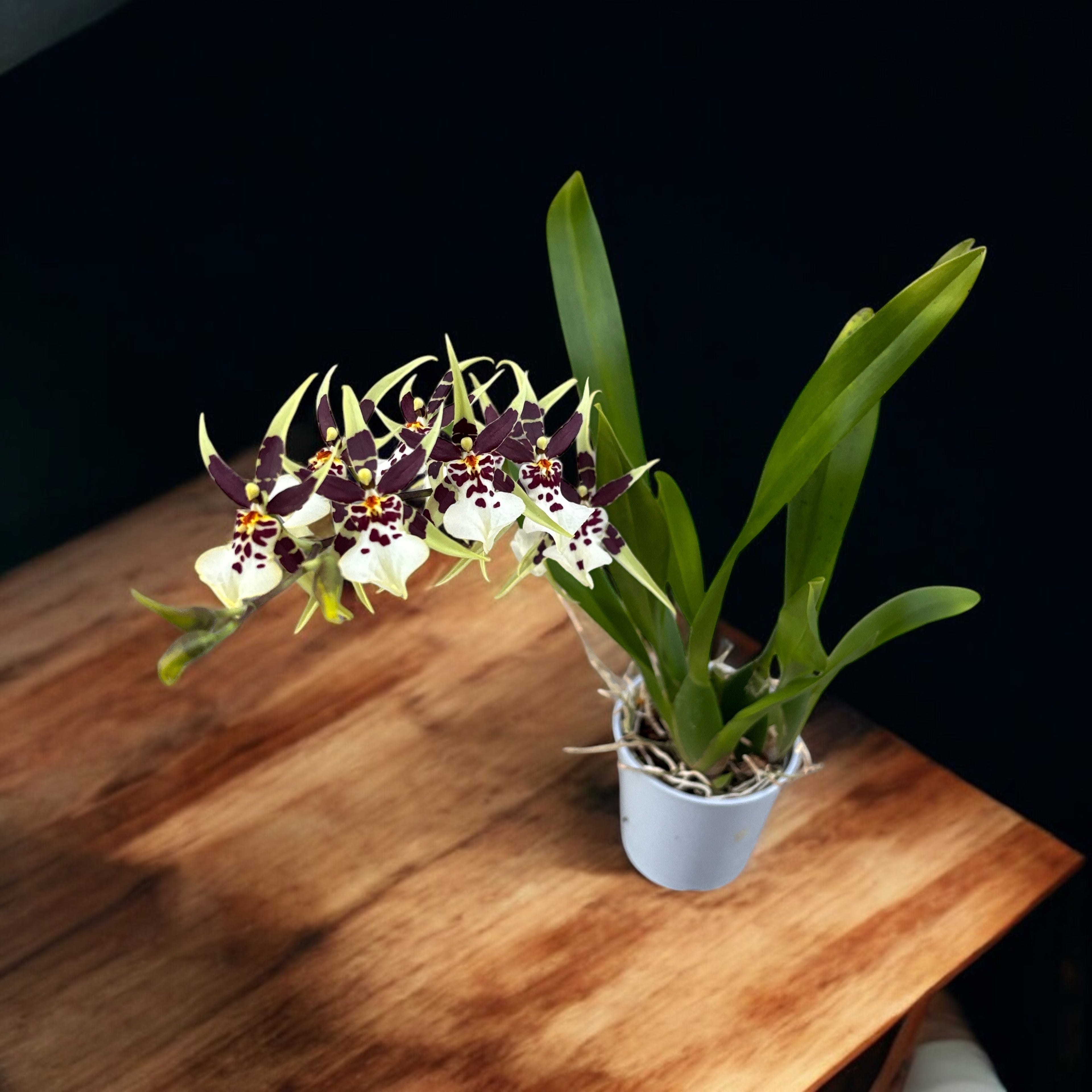 Oncidium (Cyrtocidium) Holm’s Wizard var. #11 - molto profumato!