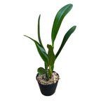 Cattlianthe Blue Angel 'Glove'