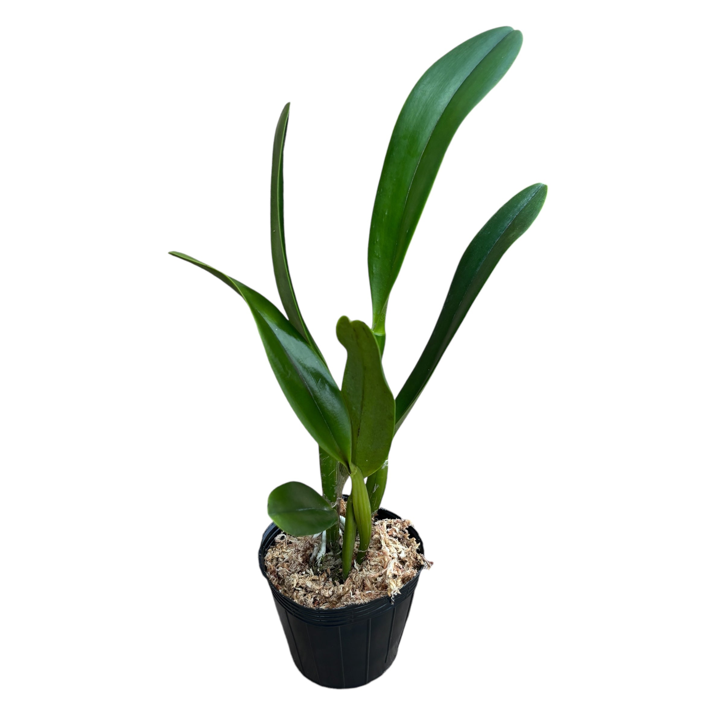 Cattlianthe Blue Angel 'Glove'