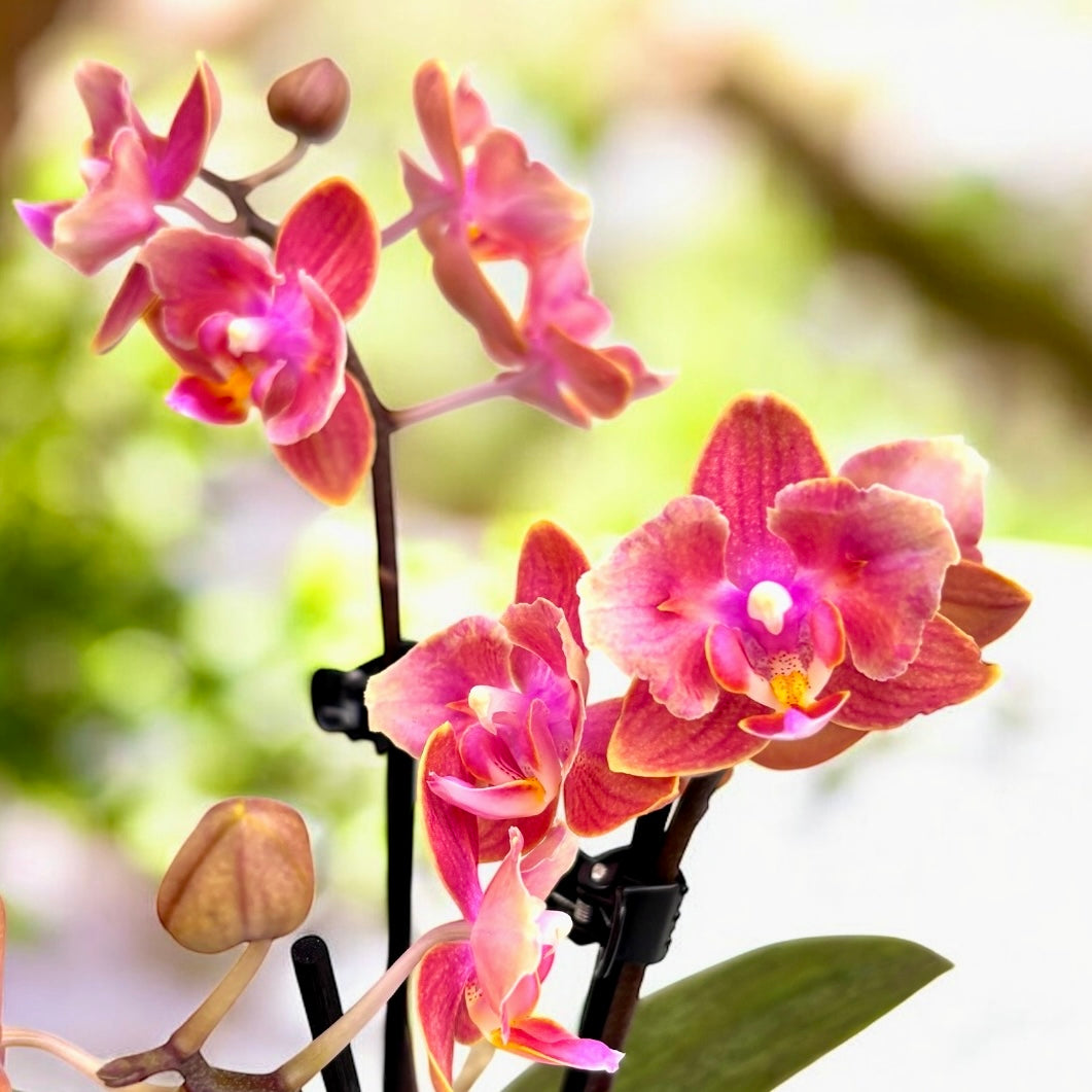 Phalaenopsis Dusty Belle - flori parfumate si pelorice Butterfly