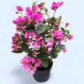 Bougainvillea 'Vera Light Pink’ - Floarea de hartie roz