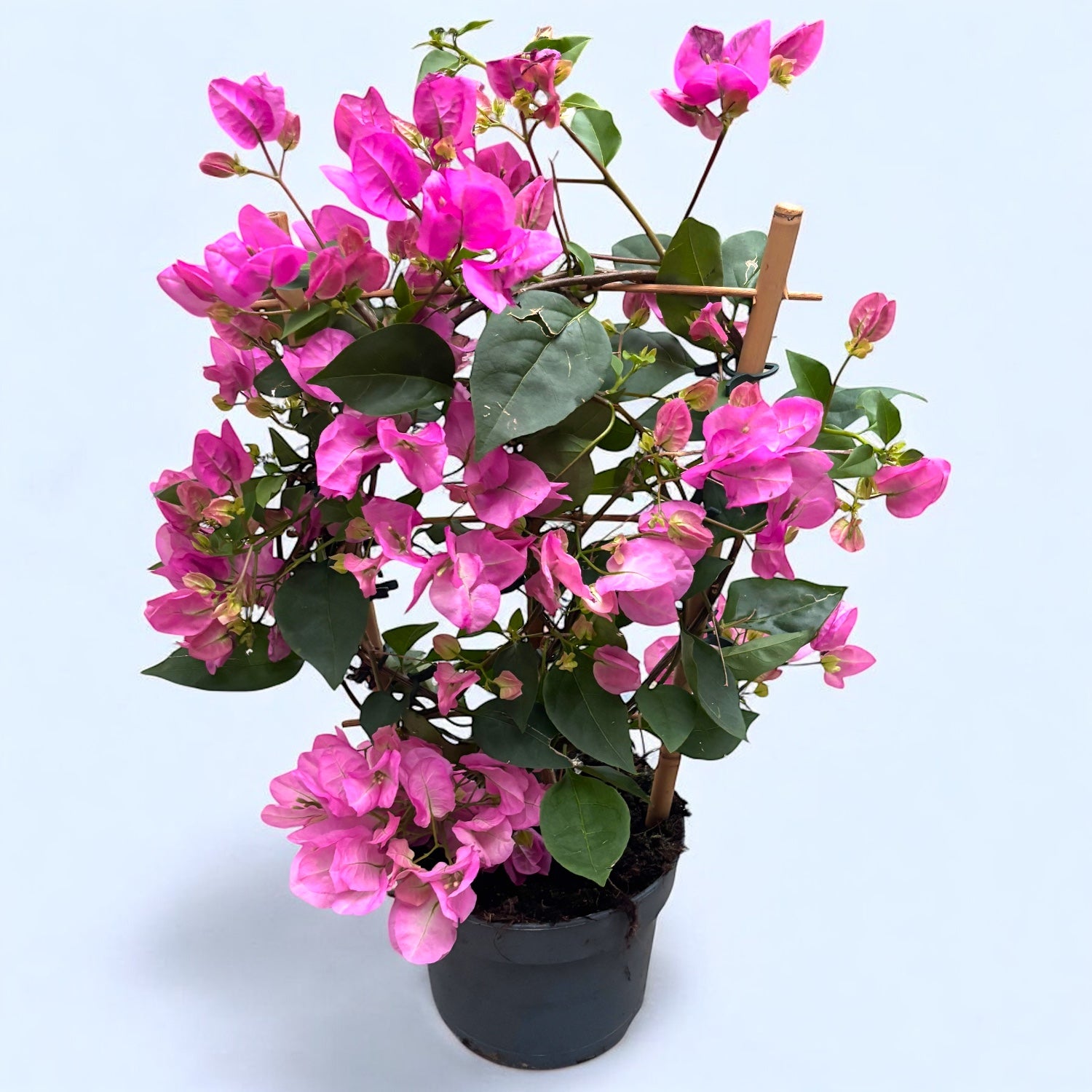Bougainvillea 'Vera Light Pink' – Flor de papel rosa