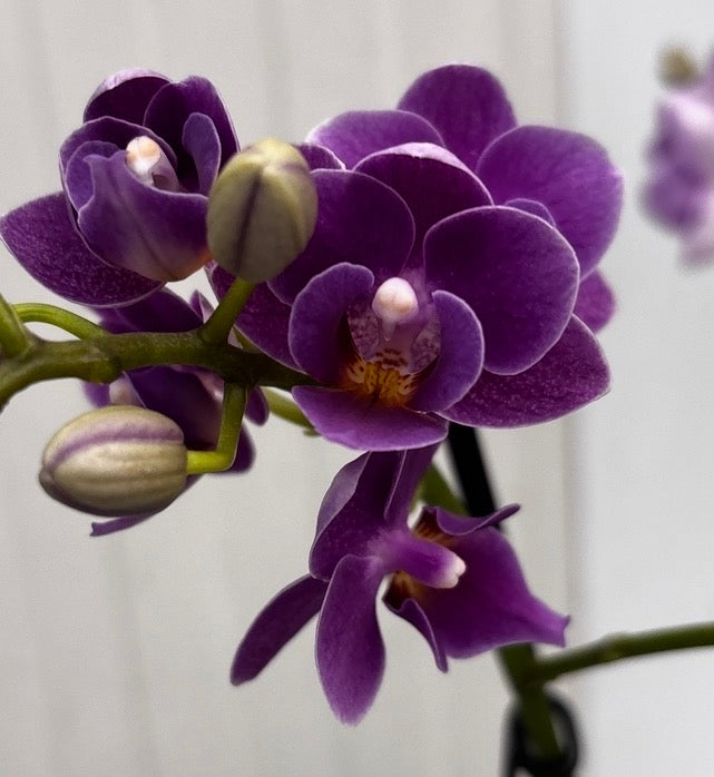 Phalaenopsis Reyoung Ultra Violet