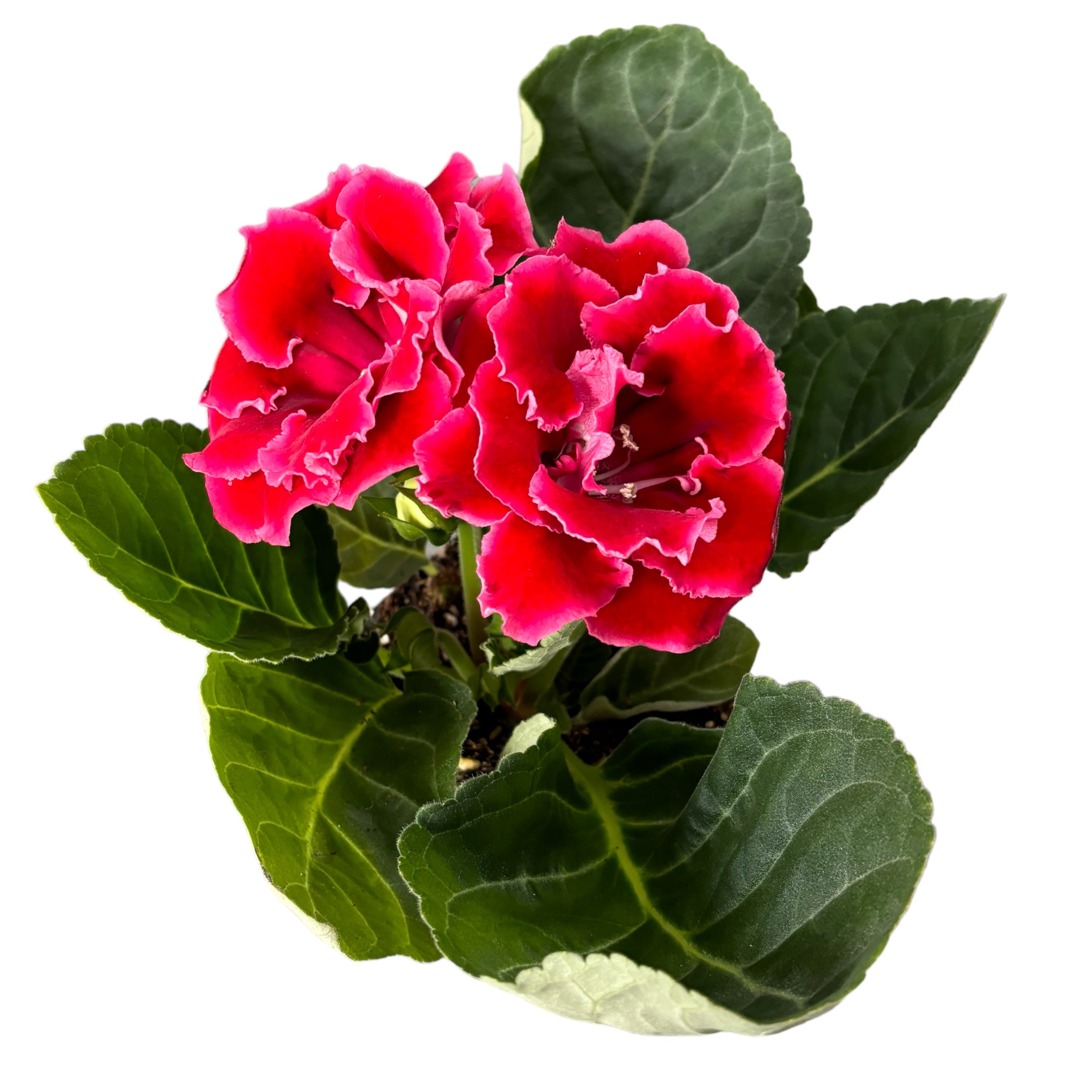 Sinningia Brocade Red - Gloxinia Sonata cu floare dubla
