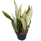 Sansevieria trifasciata 'Moonshine' - esemplari XL