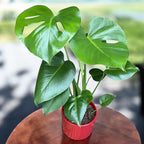 Monstera deliciosa (Swiss cheese plant) 2pp