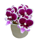 Phalaenopsis Younghome Chocolate (Big Lip)