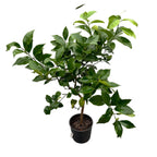 Lamai la ghiveci pe picior XL - H100 cm